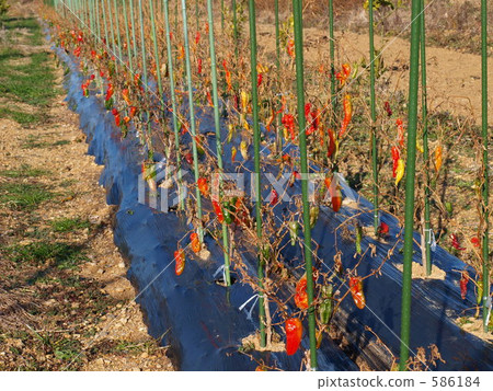 原野 田地 領域 586184