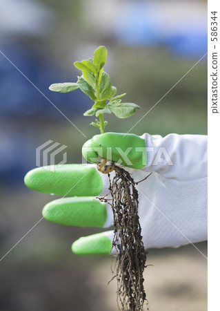 綠豌豆落戶 586344