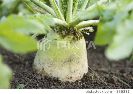 Winter radish Winter radish 586351