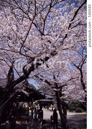 yoshino cherry tree, cherry blossom, cherry tree 586680