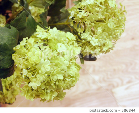 Huang green hydrangea 586844
