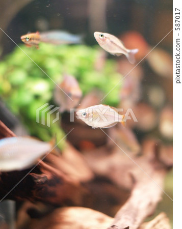 tropical fish, aquarium, freshwater fish 587017