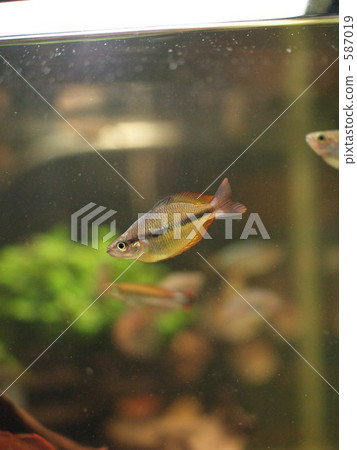 tropical fish, harvard, aquarium 587019