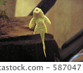 tropical fish, the amazon river, aquarium 587047