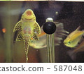 tropical fish, aquarium, freshwater fish 587048