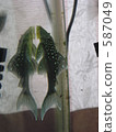 tropical fish, aquarium, suckermouth catfish 587049