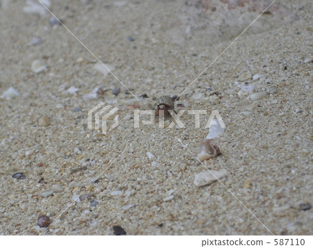 寄居蟹 沙子 多沙的 587110