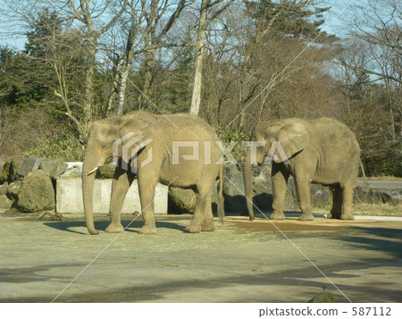 大象 兩隻（動物） 線條 587112