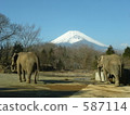 大象 兩隻（動物） 動物園 587114