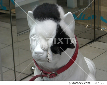 小貓 貓咪 貓 587127