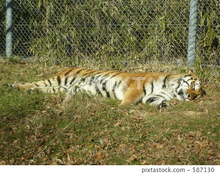老虎 虎 睡覺 587130