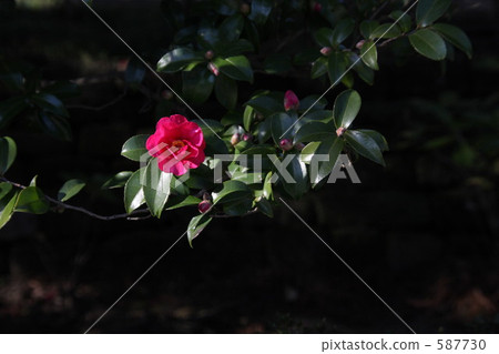 冷山茶花單輪 冷山茶花單輪 587730
