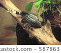 tropical fish, aquarium, suckermouth catfish 587863