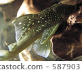 tropical fish, aquarium, suckermouth catfish 587903