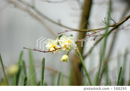 Narcissus Narcissus 588293
