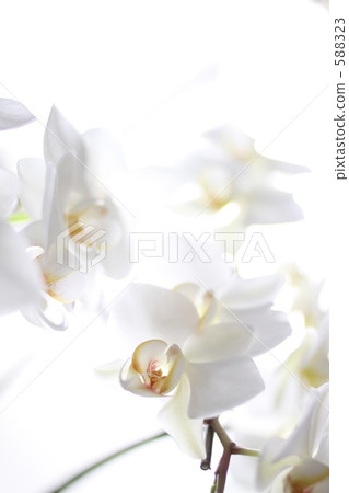Orchid Orchid 588323