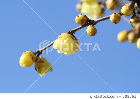 Wax plum Wax plum 588363
