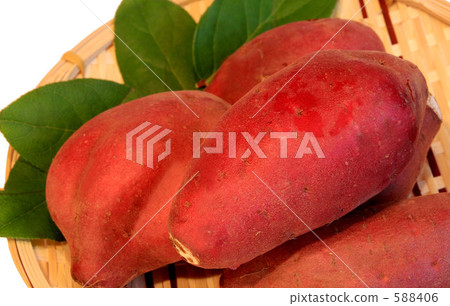 sweet potato sweet potato 588406