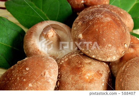 Shiitake mushroom Shiitake mushroom 588407
