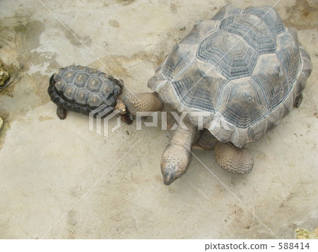 turtle, amphibian, amphibians 588414