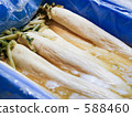 醃製 鹹菜 日本鹹菜 588460