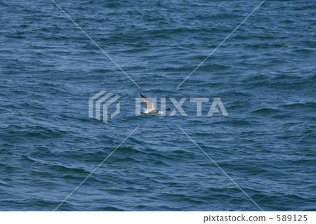 海鷗飛 海鷗飛 589125