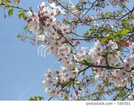 吉野櫻花樹 櫻花 櫻 589301