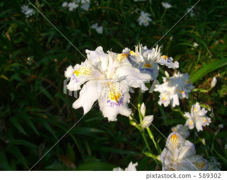 等到了薩莎 589302