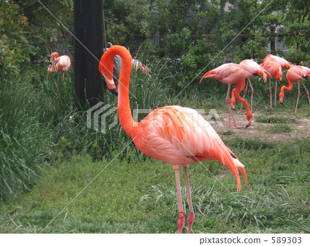 火烈鳥 火鶴 紅鶴 589303