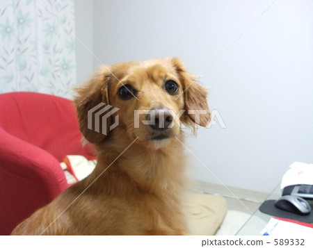 一個家庭的成員 589332