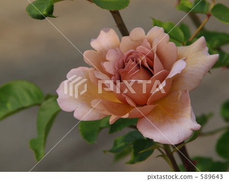 Rare flower color rose "Julia" (UK) 589643