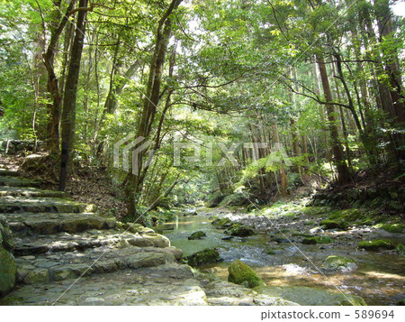 isuzu river, assorted trees, mountain stream 589694