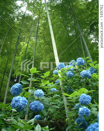 Hydrangea hydrangea hydrangea 589762