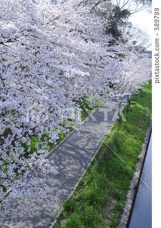 row of cherry trees, cherry blossom, cherry tree 589789
