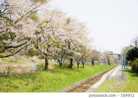 row of cherry trees, kamaishi line, yoshino cherry 589952