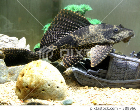 Pleco 589966