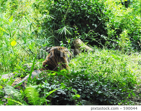 Relaxing tiger in the bushes Relaxing tiger in the bushes 590044