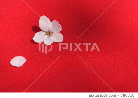 櫻花 櫻花 590316
