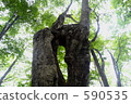 old tree, environment, beeches 590535