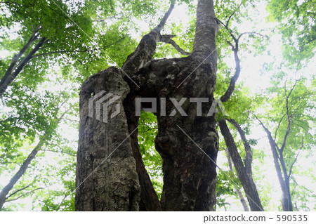 old tree, environment, beeches 590535