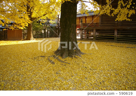 Ginkgo's carpet ~ Kuzu City Fudooka Fudo Soganji temple ~ Ginkgo's carpet ~ Kuzu City Fudooka Fudo Soganji temple ~ 590619