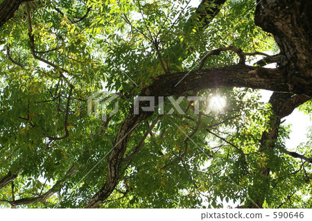 Transparent green Transparent green 590646