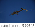 gull, sea gull, wild bird 590648