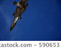 daytime, gull, sea gull 590653