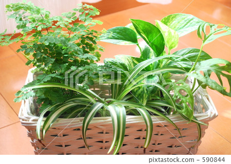 monstera, foliage, leaf 590844