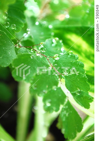 鐵線蕨 葉 樹葉 590849