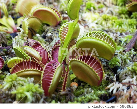 食蟲植物Fly Trussa 590863