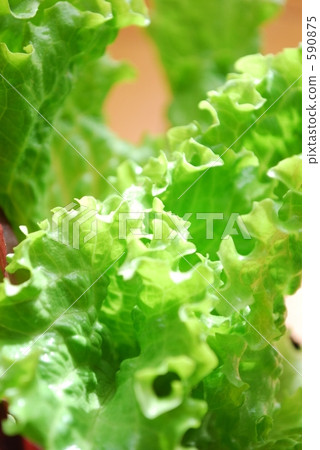 sunny lettuce, lettuce, lettuces 590875