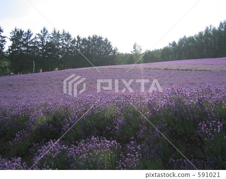 Lavender field shining on the sun 591021