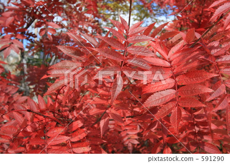 Karasawa Cirque 羅文 日本羅文 591290